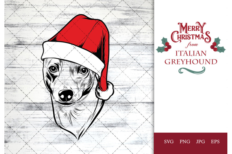 italian-greyhound-dog-in-santa-hat-for-christmas