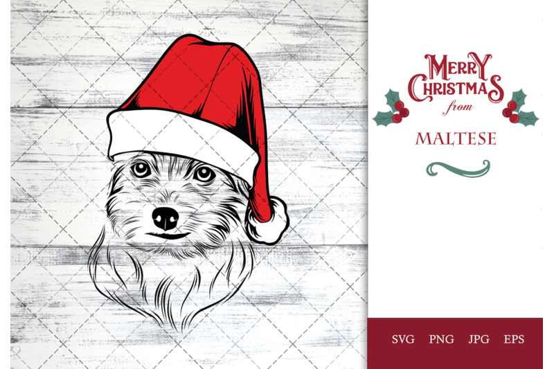 maltese-dog-in-santa-hat-for-christmas