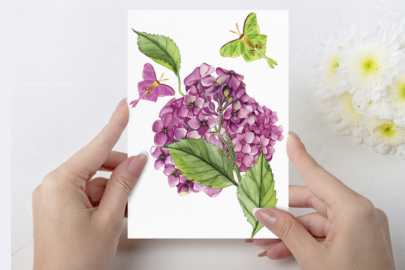 watercolor-hydrangea-flowers-clipart-pink-hydrangea