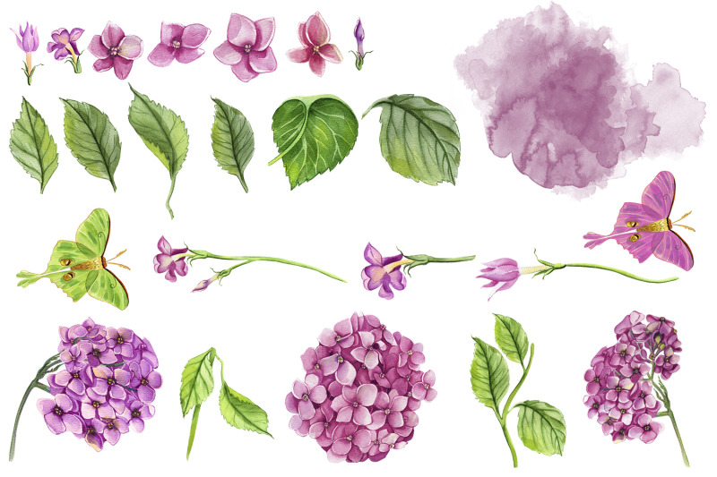 watercolor-hydrangea-flowers-clipart-pink-hydrangea