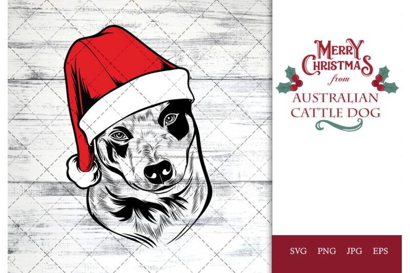 australian-cattle-dog-dog-in-santa-hat-for-christmas