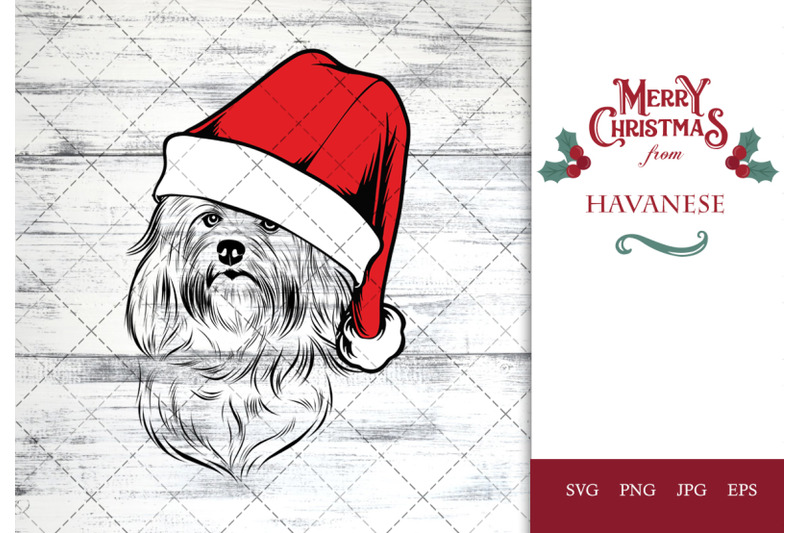 havanese-dog-in-santa-hat-for-christmas