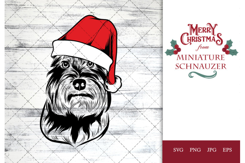 miniature-schnauzer-dog-in-santa-hat-for-christmas