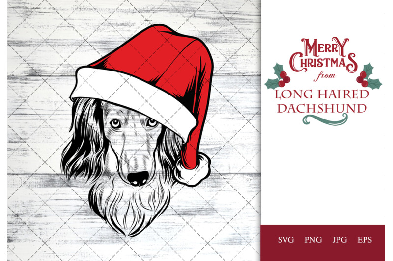 long-haired-dachshund-dog-in-santa-hat-for-christmas