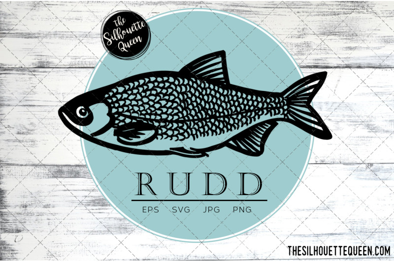 hand-drawn-sketched-rudd-fish-vector