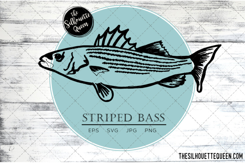 hand-drawn-sketched-striped-bass-fish-vector