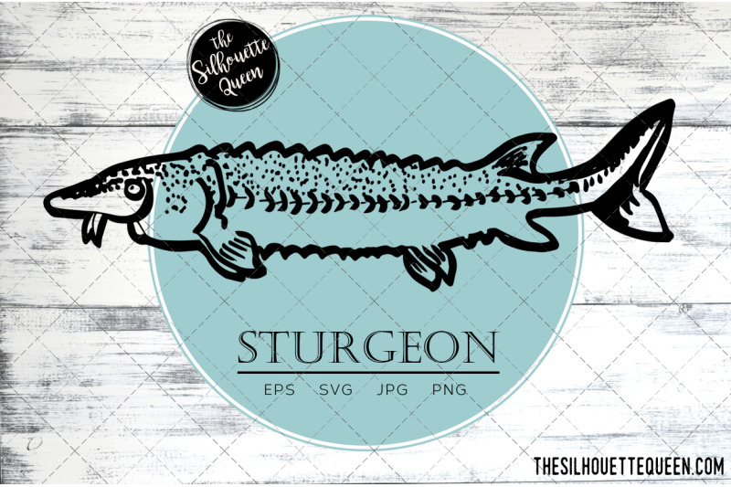 hand-drawn-sketched-sturgeon-fish-vector