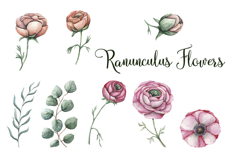 ranunculus-floral-watercolor-clipart