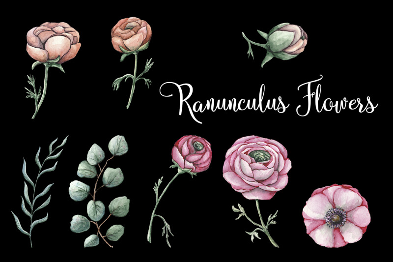 ranunculus-floral-watercolor-clipart