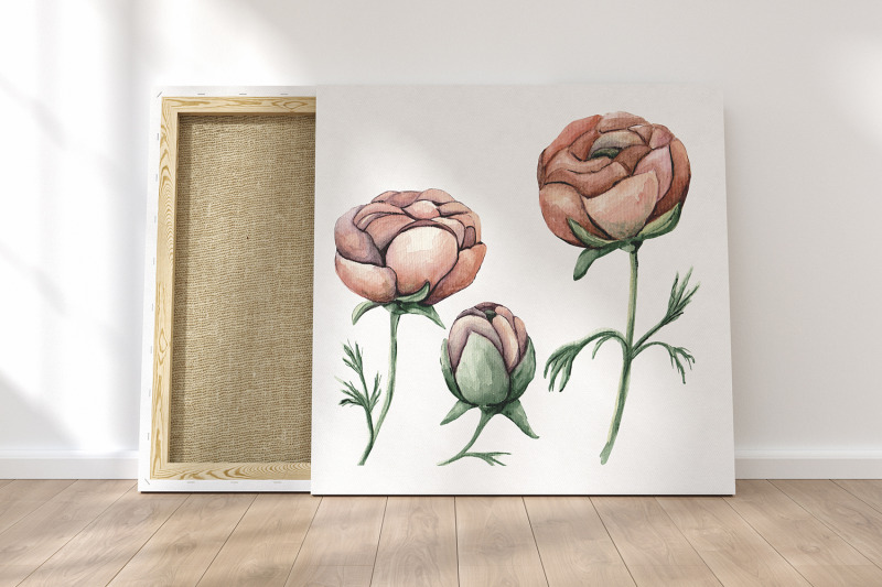 ranunculus-floral-watercolor-clipart