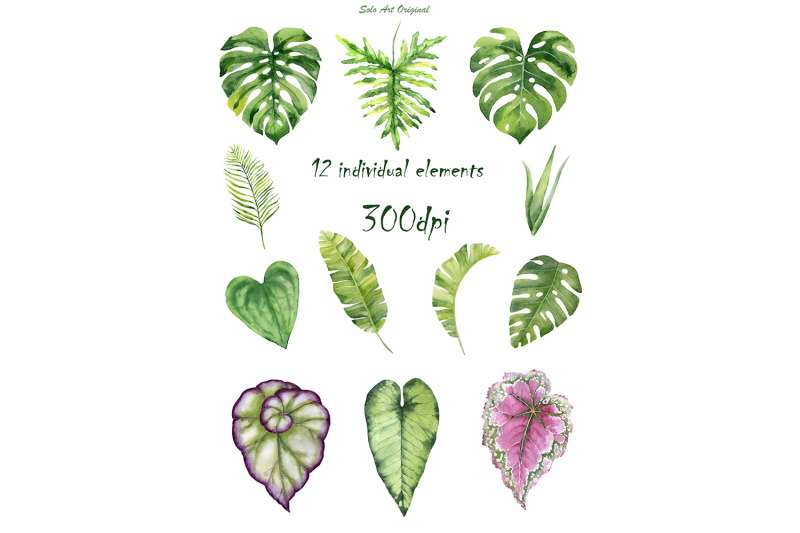 tropical-leaves-monstera-palm-banana-greenery-leafy-clipart-element-pn