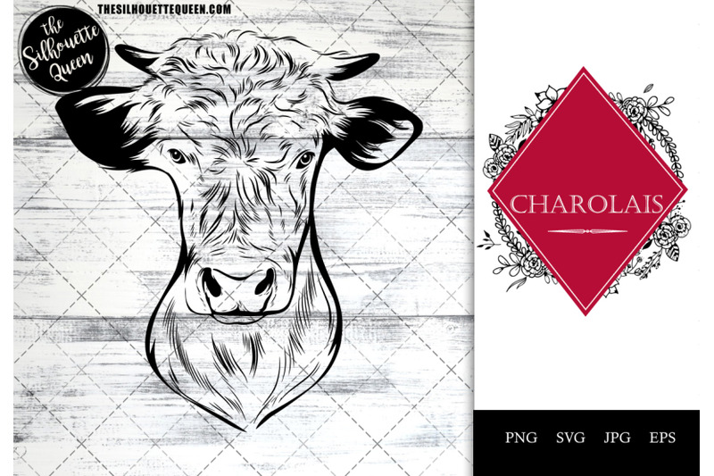 charolais-cow-funny-head-portrait-sketch-vector