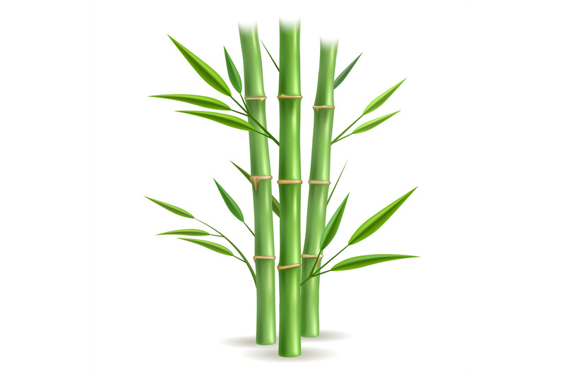 green-bamboo-stems