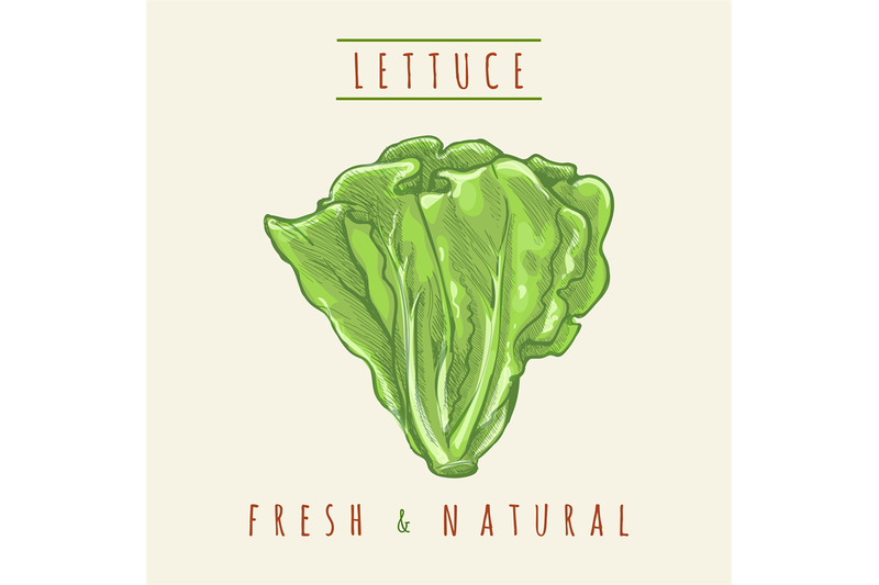 hand-drawing-lettuce-sketch
