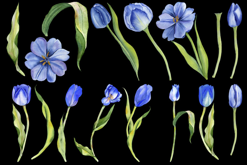 watercolor-tulips-clipart-botanical-clipart