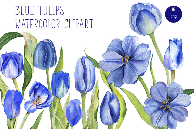 watercolor-tulips-clipart-botanical-clipart