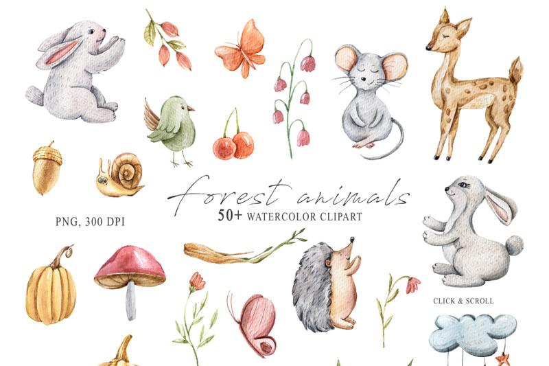 watercolor-cute-forest-animal-clipart-50-png-illustrations