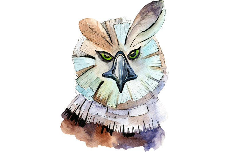 watercolor-owl