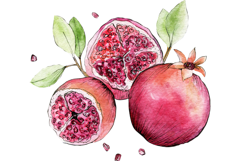 pomegranate-watercolor-sketch