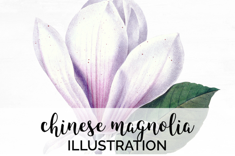 magnolia-clipart-flowers