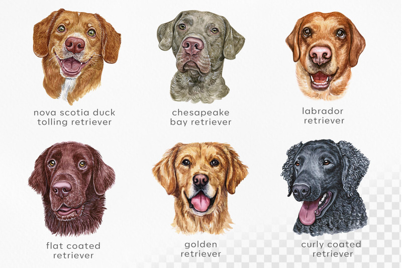 retriever-dog-watercolor-cute-set-6-dogs-breeds