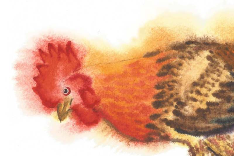 watercolor-roosters