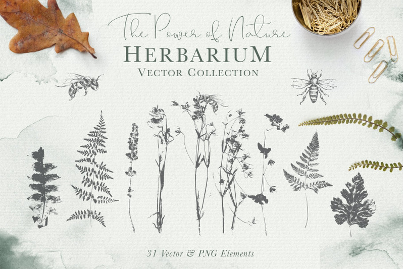 herbarium-design-set