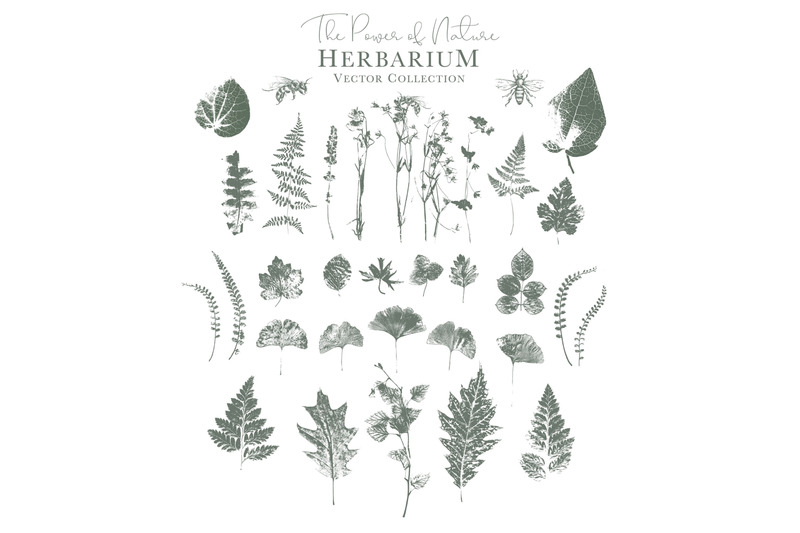 herbarium-vector-labels