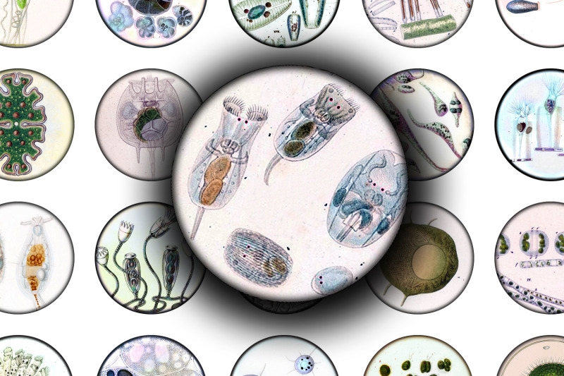 digital-collage-sheet-life-under-microscope