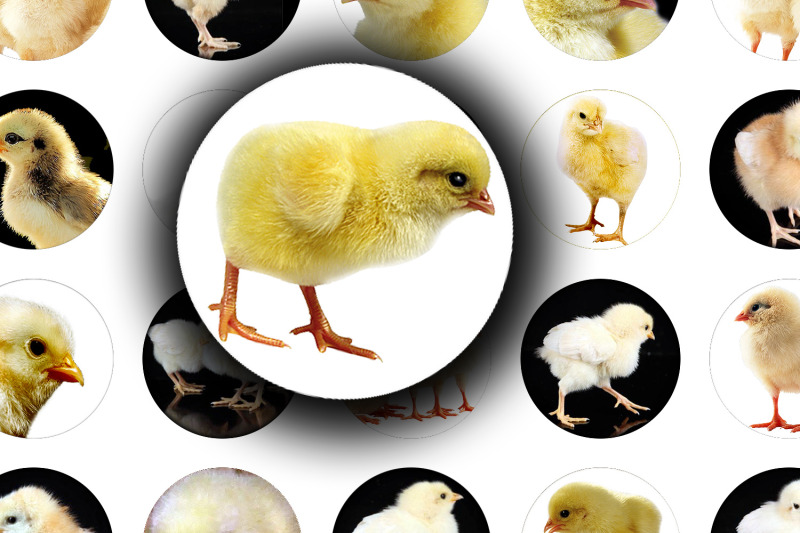 digital-collage-sheet-golden-chicken