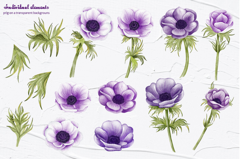 anemone-watercolor-clipart