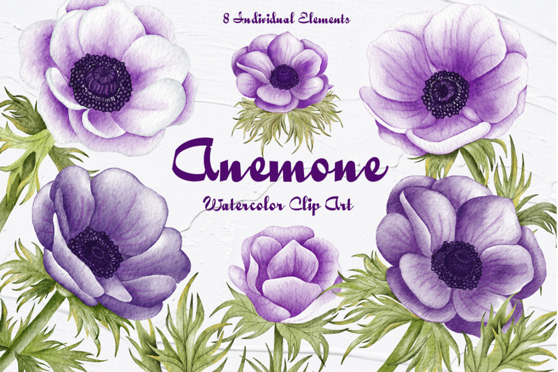 anemone-watercolor-clipart