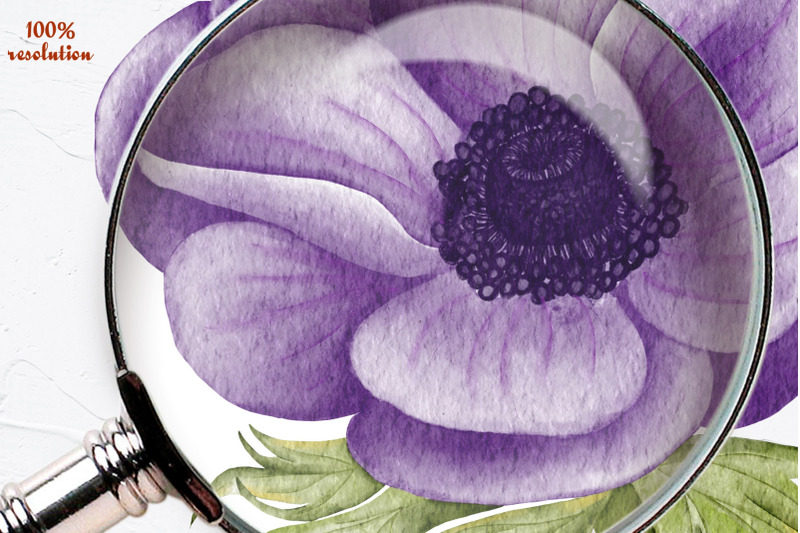 anemone-watercolor-clipart