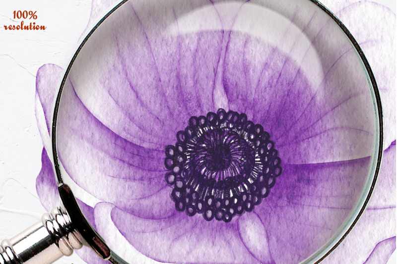 anemone-watercolor-clipart