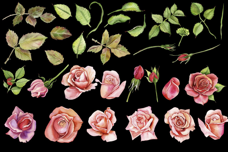 watercolor-pink-roses-flower-clipart