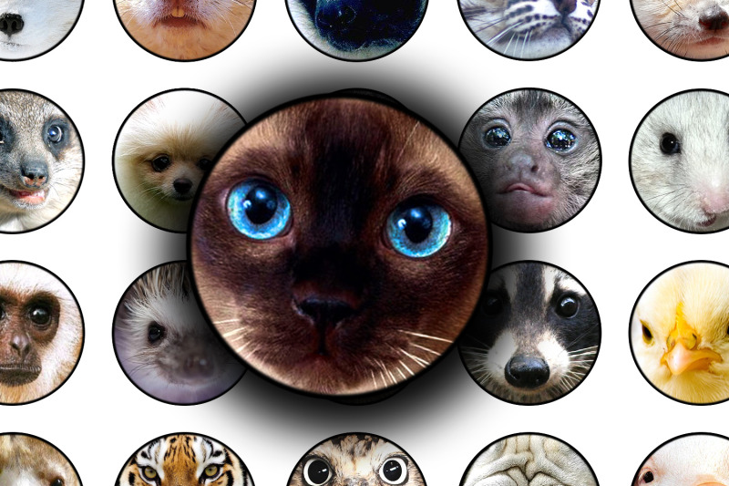 digital-collage-sheet-fauna-039-s-face