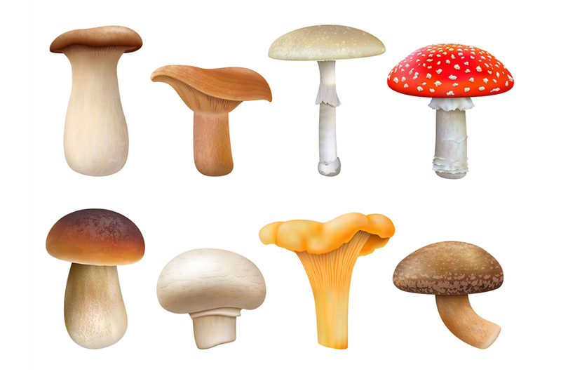 realistic-edible-and-inedible-mushroom-plants-fly-agaric-chanterelle