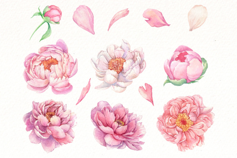watercolor-peonies-floral-clipart-light-pink-flowers-png