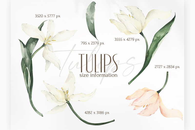 watercolor-tulips-clipart-floral-png-collection-pink-white-flowers