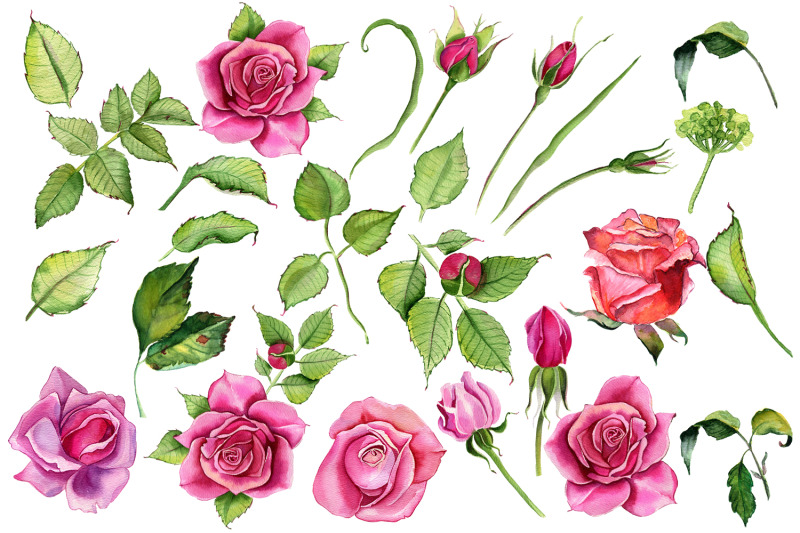 watercolor-pink-roses-flower-clipart