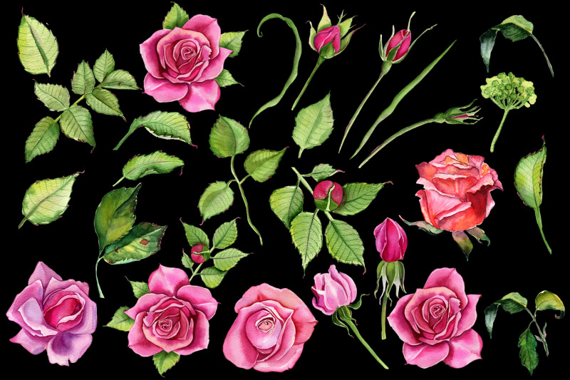 watercolor-pink-roses-flower-clipart