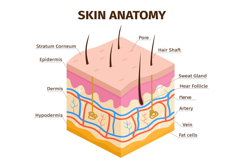 human-skin-layers-anatomy-dermis-epidermis-and-hypodermis-tissue-sk