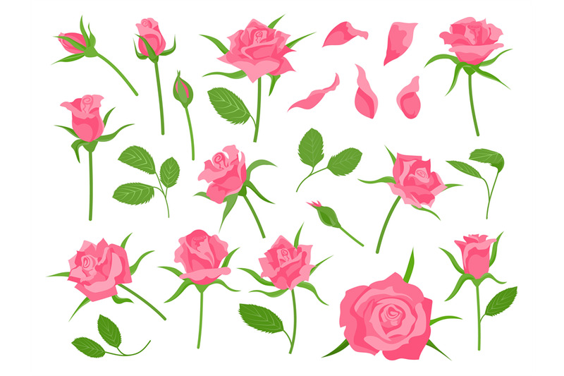 cartoon-blooming-pink-rose-flower-green-leaf-petal-and-bud-classic