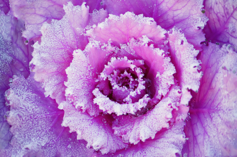 ornamental-cabbage-plant-close-up
