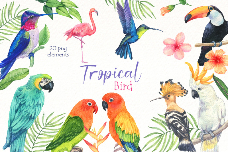 watercolor-tropical-birds-clipart-bundle-bird-of-paradise