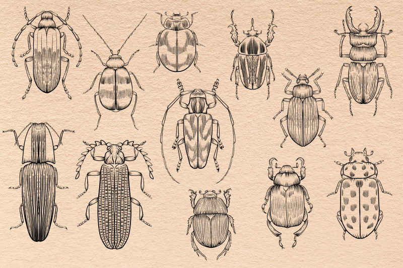 bugs-beetles-lineart-clipart-black-outline-individual-clipart