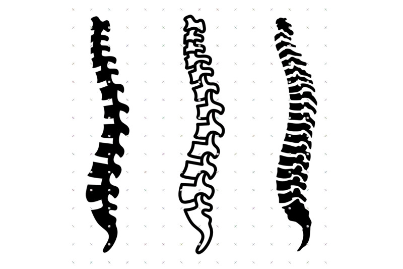 spine-spinal-cord-svg