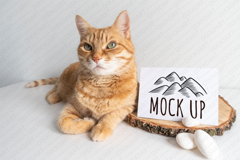 cat-postcards-mockups