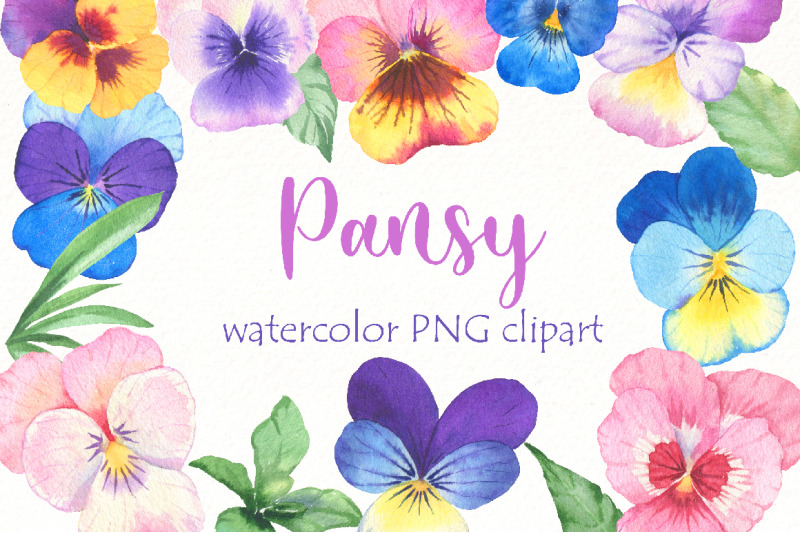 watercolor-pansy-clipart-pansies-flowers-png-clip-art