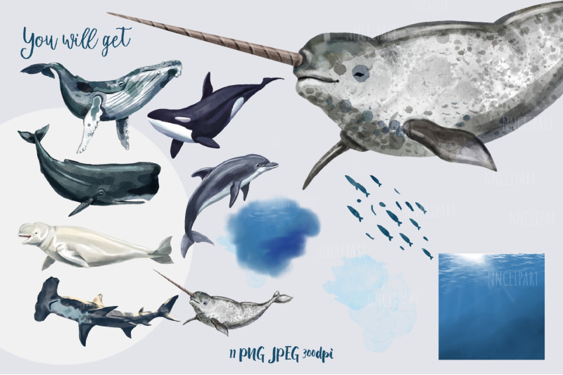 watercolor-whales-clipart-sperm-whale-narwhal-dolphins